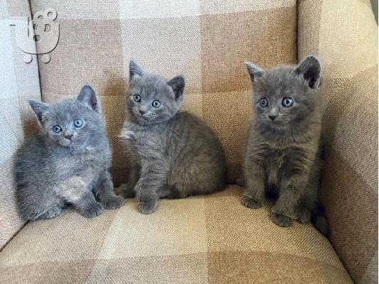 PoulaTo: Russian Blue  kittens make wonderful family pets